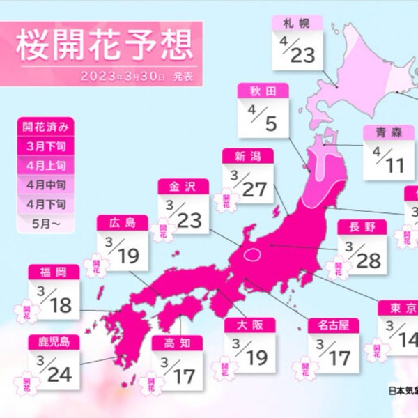 2023年賞櫻大作戰：揭秘櫻花前線的神秘面紗！