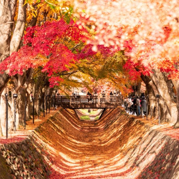 2023年紅葉前線開跑!日本紅葉與銀杏熱點,你準備好了嗎?