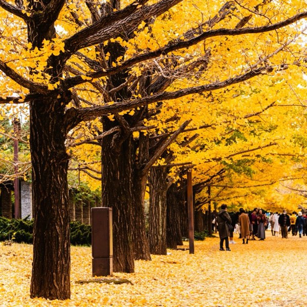東京銀杏五大絕景!加碼私房景點,帶你發現不一樣的東京!