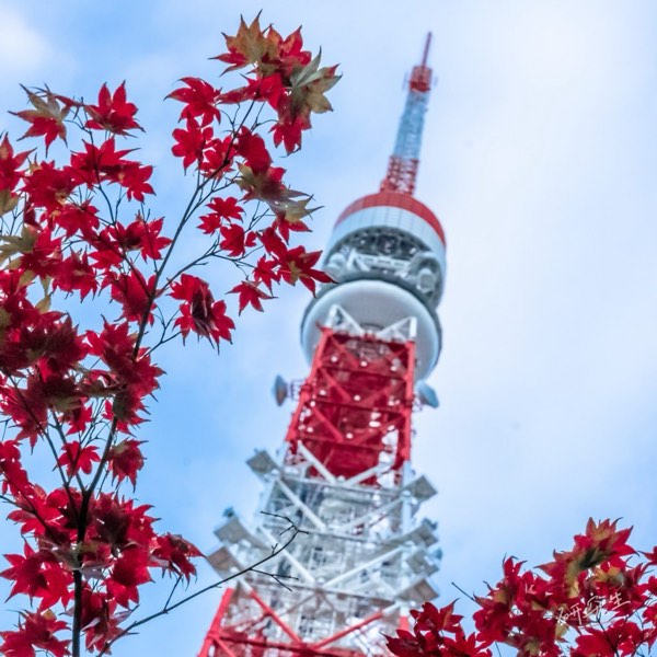 秋日的風物詩 TOP10!地瓜、紅葉、彼岸花,一起來探索日本的秋天!