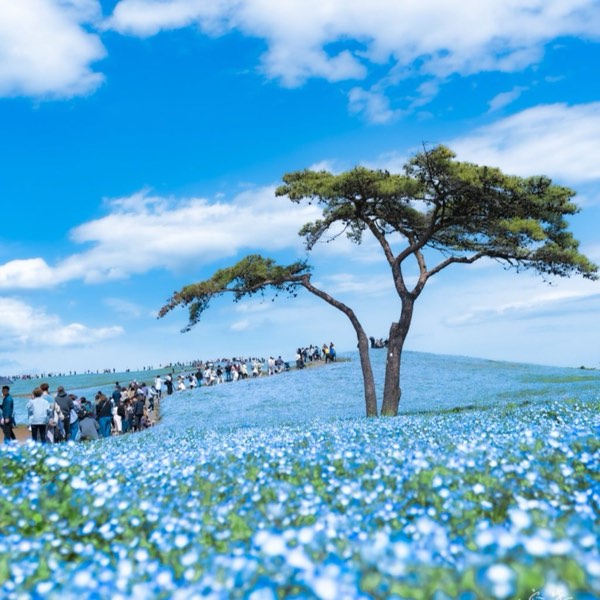 四季日本行：1-6月最佳景點推薦，梅花、櫻花、繡球花、藤樹，一年四季的美麗盡在其中！