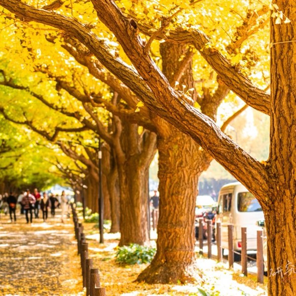 日本四季行：7-12月煙火大會、紅葉、點燈、雪景，一次看盡日本美景！