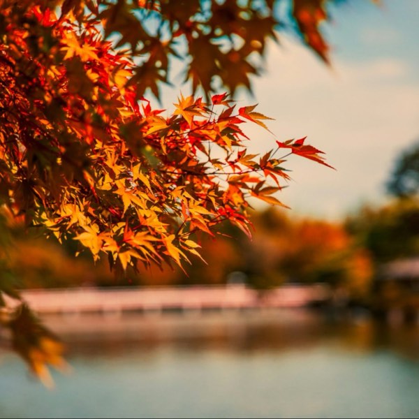 2024日本「紅葉前線」首發!最佳觀賞日期預測全公開!