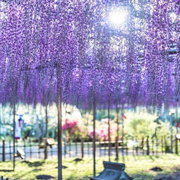 春季花海探秘！東京近郊粉蝶花、紫藤花、鬱金香一日遊！